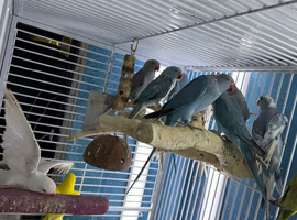 Baby&rsquo;s Indian Ringneck parrots
