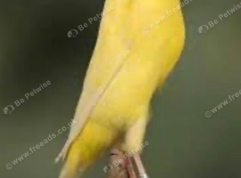 Singing male Lancashire canary cock