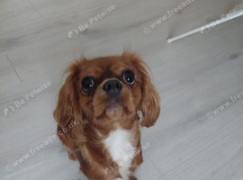 Ruby Cavalier King Charles Spaniel