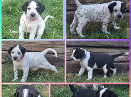 Dalmatian x Sprollie