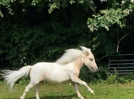 Beautiful lemon and white miniature horse gelding for sale