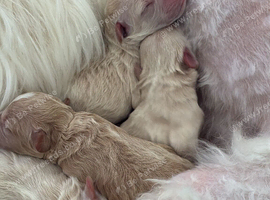 Daisypoo Puppies