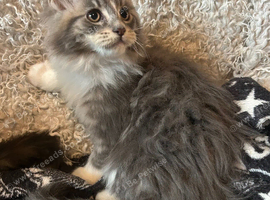 Maine Coon Kittens. Ready Now