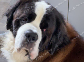Saint Bernard stud