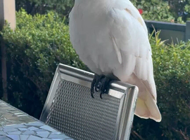 Sulphur crested Cockatoo Glasgow