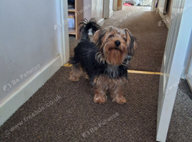 Yorkshire terrier