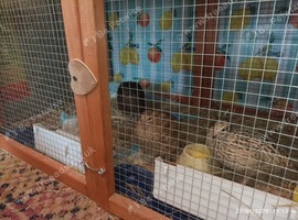Group of Standard size 4 hens and one male  7 weeks old and been living together &pound;45 the group