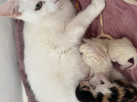 3 gorgeous kittens for sale