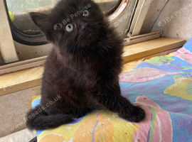 The last beautiful black kitten