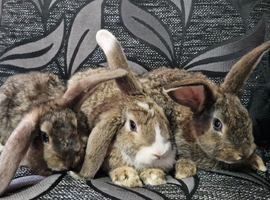 Beautiful buns for rehoming