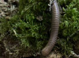 Cameroon giant olive millipedes