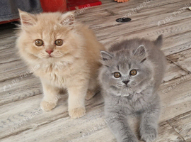 two longhair boys