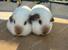 Pure bred California young sow guinea pigs