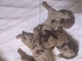 Beautiful litter of chocolate dapple chiweenies (Merle)