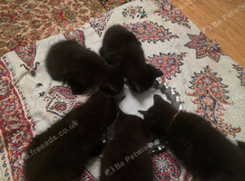 5 Beautiful Black Kittens Looking for Loving Homes