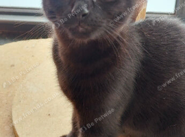 2 Female Black Kittens