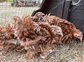 Pekin girls with frizzle feathers