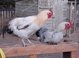 6 home bred cockerels for sale