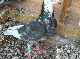 Pigeons for sale