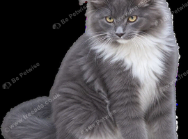 Giant maine coon kittens for sale