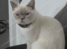 Adorable Blue Point British Longhair Boy Looking for His Forever Home