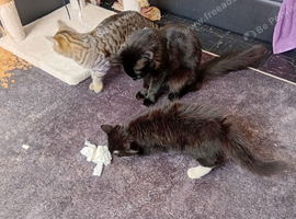 Kittens