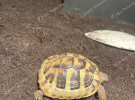 Female Herman's tortoise for sale