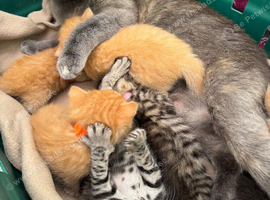 BEAUTIFUL KITTENS TO RESERVE