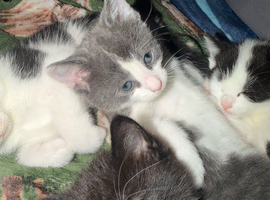 4 kittens (Norwegian forest cross)( around 17th June)