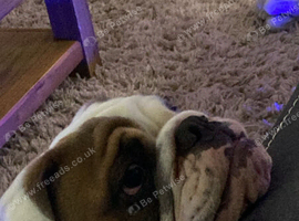 7 month old female english bulldog