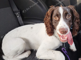 7 month spaniel