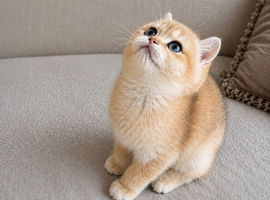Tica registered ny12 British Shorthair Boys