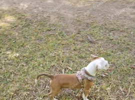 Old tyme/ old english bulldog