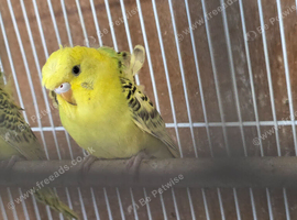 Helecopter Baby Female budgie