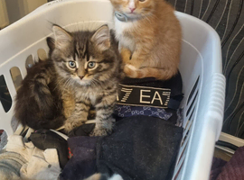Kittens for sale