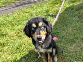 Beautiful female puppy husky cross cocker spaniel