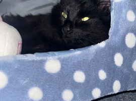 BEAUTIFUL BLACK CAT
