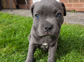 Beautiful KC Registered Staffordshire Bull Terrier Girl Looking for Her Forever Home
