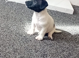 Boy jack russell puppy