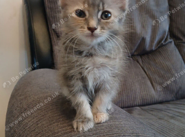 Maincoon cross girl
