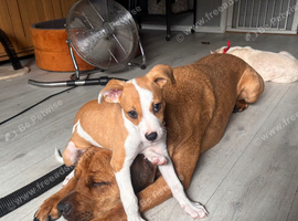 Bull greyhound pup
