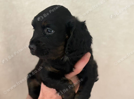 2x cockerspaniel pups