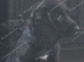 Cocker spaniel pups ready now quick sale