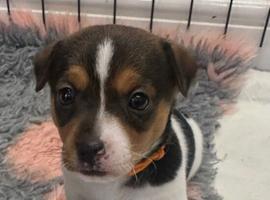 Traditional Mini Jack Russell pups
