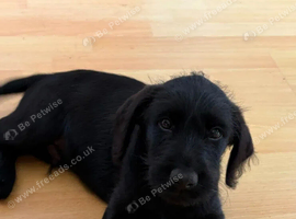 LOVING FOREVER HOME SOUGHT RELUCTANTLY