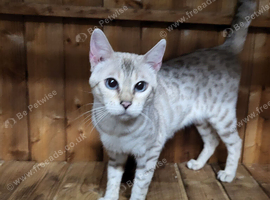 Female snow seal lynx