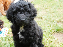 Australian labradoodles - Ready Now