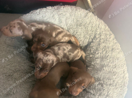 Puppies ready 11th November can be secured by deposit