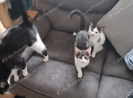 Kittens looking for their forever homes