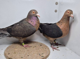 GIMPLE RARE COLOUR RACING PIGEONS